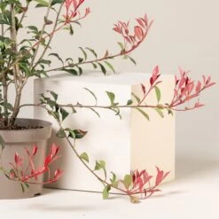 Photinia X Fraseri ‘Robusta Compacta’ -The Palm Centre Store PRC 9 4 3 scaled 1