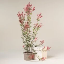 Photinia X Fraseri ‘Robusta Compacta’