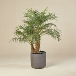 Phoenix Roebelenii -The Palm Centre Store PRO 60f0cfd7acb7c