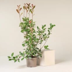 Photinia X Fraseri ‘Red Robin’ – Bush