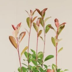 Photinia X Fraseri ‘Red Robin’ – Bush -The Palm Centre Store PRRH 5 scaled 1