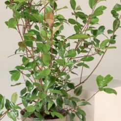 Photinia X Fraseri ‘Red Robin’ – Bush -The Palm Centre Store PRRH 8 scaled 1