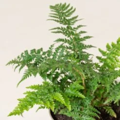 Polystichum Setiferum -The Palm Centre Store PSE 2 scaled 1