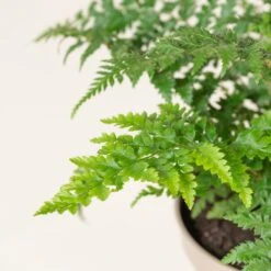 Polystichum Setiferum -The Palm Centre Store PSE 4 scaled 1