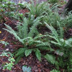 Polystichum Setiferum -The Palm Centre Store PSE 5 scaled 1