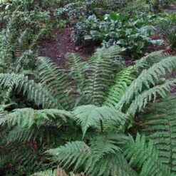 Polystichum Setiferum -The Palm Centre Store PSE 6 scaled 1