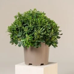 Pittosporum Tobira ‘Nanum’ -The Palm Centre Store PTN 15 scaled 1