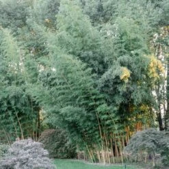 Phyllostachys Vivax ‘Aureocaulis’ -The Palm Centre Store PVA 60a92b05e7cff