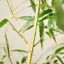 Phyllostachys Vivax ‘Aureocaulis’ -The Palm Centre Store PVA 6138ba67937af