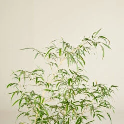 Phyllostachys Vivax ‘Aureocaulis’ -The Palm Centre Store PVA 6138ba6aee2d6