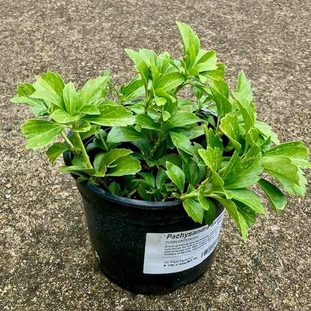 Pachysandra Axillaris 1 Pachysandra Axillaris