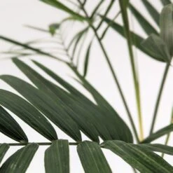 Chamaedorea Radicalis -The Palm Centre Store PXL 20231004 132743918.PORTRAIT scaled 1