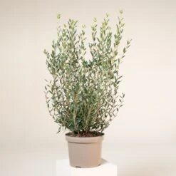 Phillyrea Angustifolia