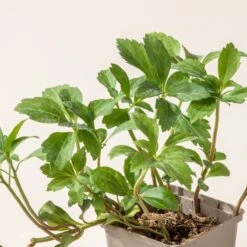 Pachysandra Terminalis -The Palm Centre Store P 16100 600ffbdc42070