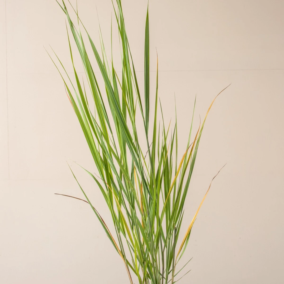 Panicum Virgatum ‘North Wind’ 2 Panicum Virgatum ‘North Wind’ - Image 2