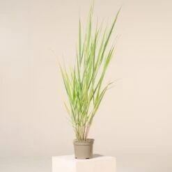 Panicum Virgatum ‘North Wind’ 10 Panicum Virgatum ‘North Wind’ -The Palm Centre Store P 16500 601653ca0e2df 1