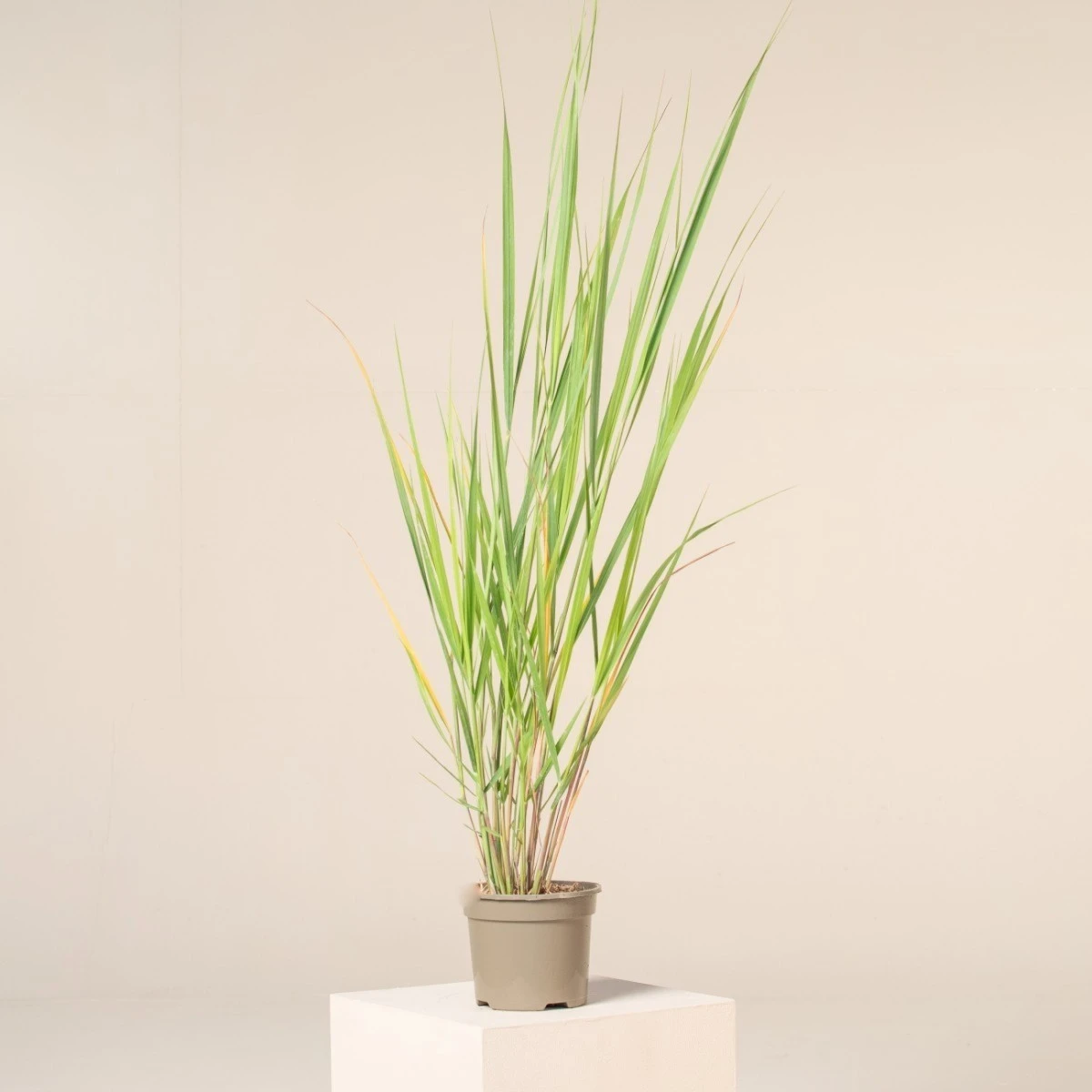 Panicum Virgatum ‘North Wind’ 1 Panicum Virgatum ‘North Wind’