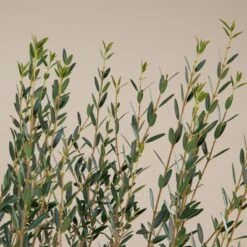 Phillyrea Angustifolia -The Palm Centre Store P 18377 5f79108a72d1e