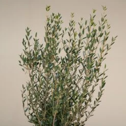 Phillyrea Angustifolia -The Palm Centre Store P 18377 5f79108b48abd