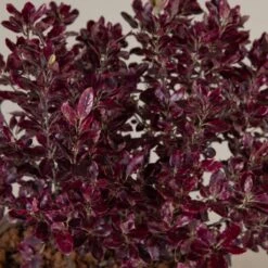 Pittosporum Tenuifolium ‘Bannow Bay’ -The Palm Centre Store P 18601 5f790c4393538