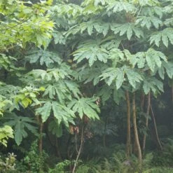 Tetrapanax Papyrifer ‘Rex’ 16 Tetrapanax Papyrifer ‘Rex’ -The Palm Centre Store REX 1 scaled 2