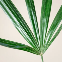 The Palm Centre Store -The Palm Centre Store REX 10