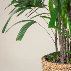 Rhapis Excelsa -The Palm Centre Store REX 10 5