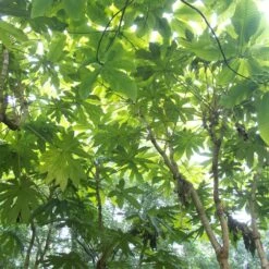 Tetrapanax Papyrifer -The Palm Centre Store REX 2 scaled 1