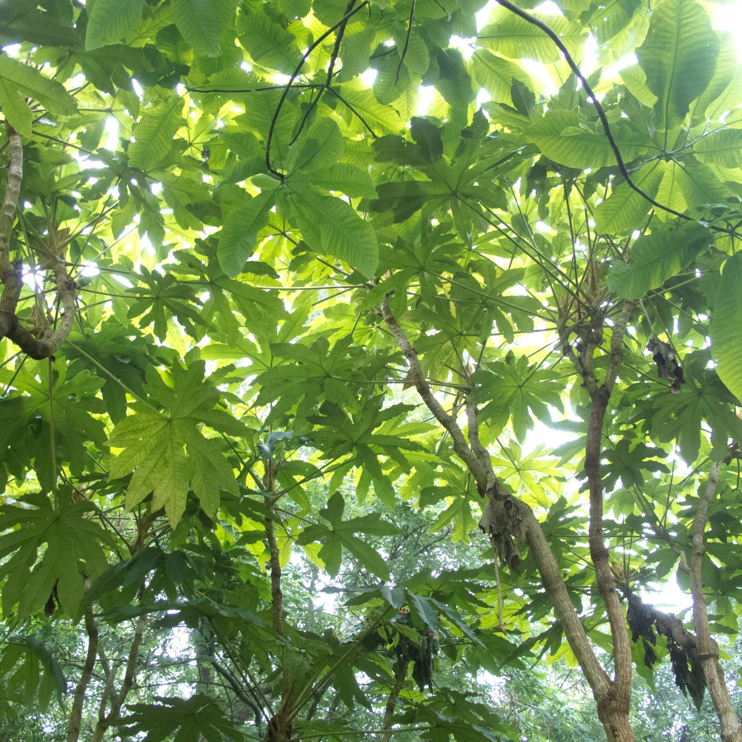 Tetrapanax Papyrifer ‘Rex’ 10 Tetrapanax Papyrifer ‘Rex’ - Image 10