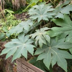 Tetrapanax Papyrifer ‘Rex’ 14 Tetrapanax Papyrifer ‘Rex’ -The Palm Centre Store REX 3 scaled 2