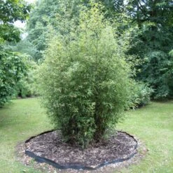 Bamboo Root Barrier 13 Bamboo Root Barrier -The Palm Centre Store ROO 4 scaled 1