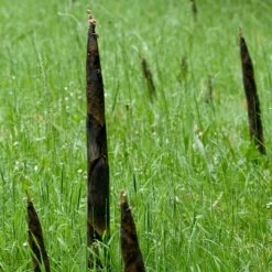 Bamboo Root Barrier 12 Bamboo Root Barrier -The Palm Centre Store ROO 5 scaled 1