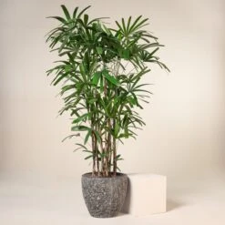 Rhapis Excelsa -The Palm Centre Store R 15247 6044bfdba5cac