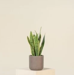 Sansevieria Trifaciata Laurentii -The Palm Centre Store SAN 1.5 2 scaled 1