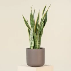 Sansevieria Trifaciata Laurentii -The Palm Centre Store SAN 5 8 scaled 1