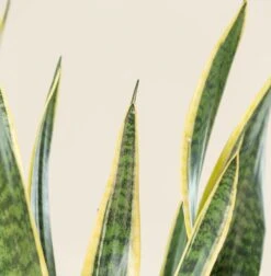 Sansevieria Trifaciata Laurentii -The Palm Centre Store SAN 5 scaled 1