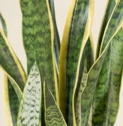Sansevieria Trifaciata Laurentii -The Palm Centre Store SAN 6 scaled 1