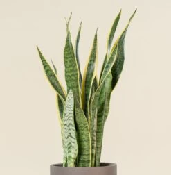 Sansevieria Trifaciata Laurentii -The Palm Centre Store SAN 7 scaled 1