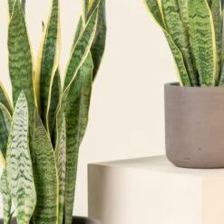 Sansevieria Trifaciata Laurentii -The Palm Centre Store SAN 9 scaled 1