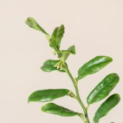 Sarcococca Confusa -The Palm Centre Store SCO 10 1 scaled 1