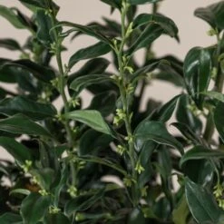 Sarcococca Confusa -The Palm Centre Store SCO 10 3 scaled 1
