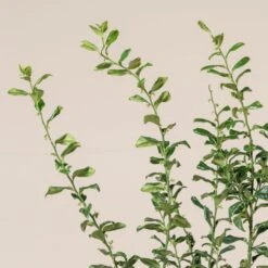 Sarcococca Confusa -The Palm Centre Store SCO 10 4 scaled 1