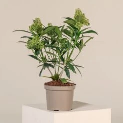 Skimmia X Confusa ‘Kew Green’ 10 Skimmia X Confusa ‘Kew Green’ -The Palm Centre Store SKG 2 5 scaled 1