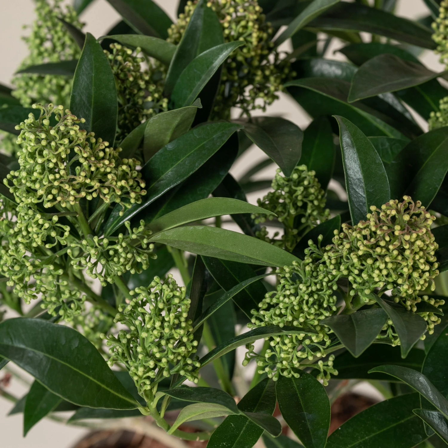 Skimmia X Confusa ‘Kew Green’ 2 Skimmia X Confusa ‘Kew Green’ - Image 2