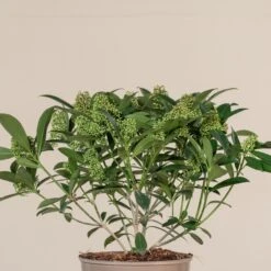 Skimmia X Confusa ‘Kew Green’ 11 Skimmia X Confusa ‘Kew Green’ -The Palm Centre Store SKG 4 scaled 1