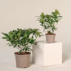 Skimmia X Confusa ‘Kew Green’