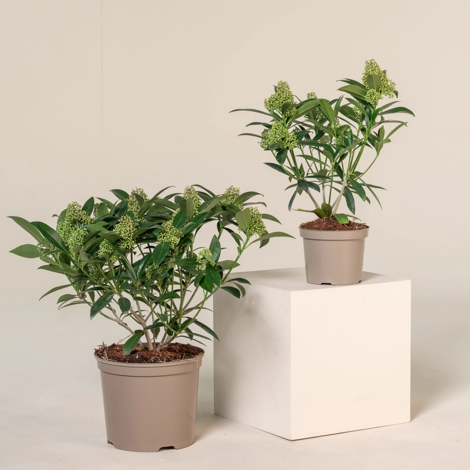 Skimmia X Confusa ‘Kew Green’ 1 Skimmia X Confusa ‘Kew Green’