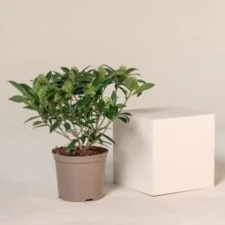 Skimmia X Confusa ‘Kew Green’ 9 Skimmia X Confusa ‘Kew Green’ -The Palm Centre Store SKG 7.5 7 scaled 1