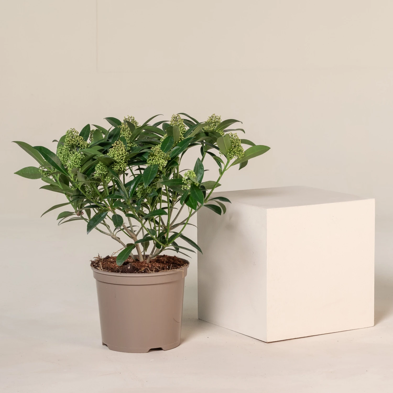 Skimmia X Confusa ‘Kew Green’ 3 Skimmia X Confusa ‘Kew Green’ - Image 3