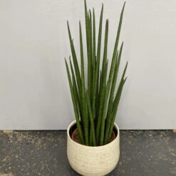 The Palm Centre Store -The Palm Centre Store SMK 624be4c6597ef